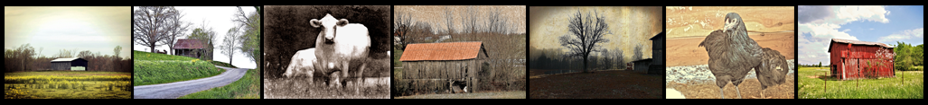 Filmstrip of seven images by Backwater Stills for website homepage and wall art page